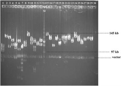 Exploring the Cunninghamia lanceolata(Lamb.) Hook Genome by BAC Sequencing